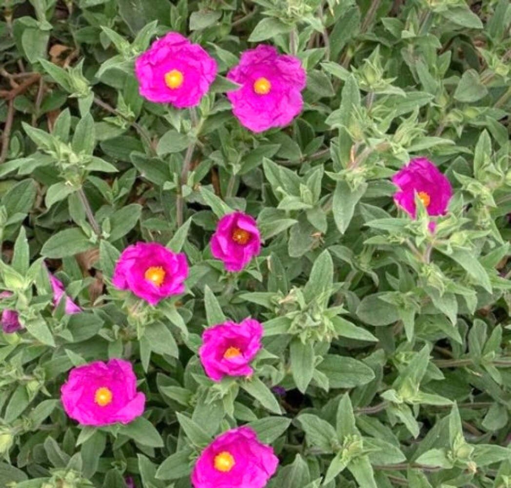 Cistus incanus 10-20cm | Rockrose | Pink rockrose – Rockrose | Pink rockrose