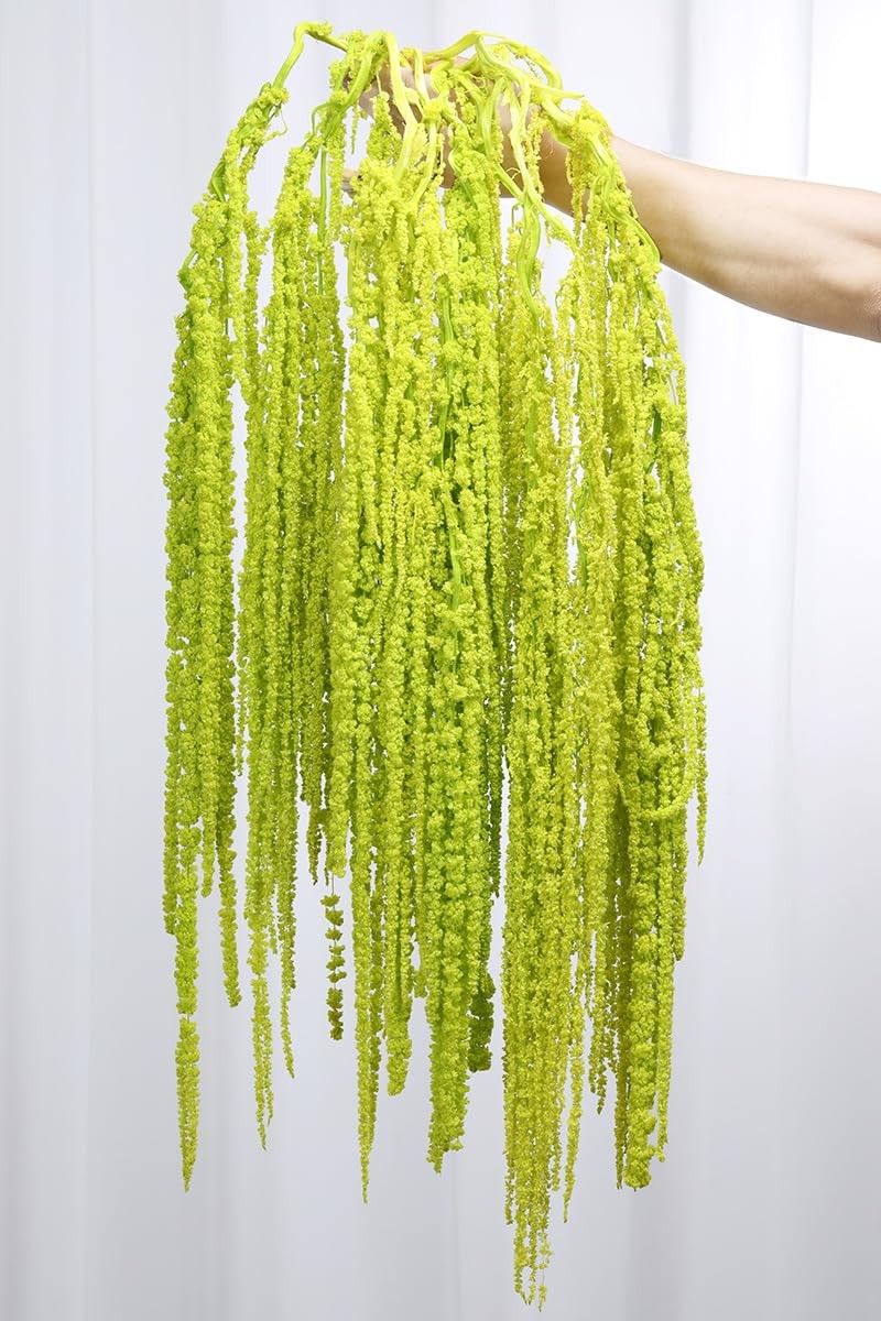 Chartreuse Dried Amaranthus Hanging Flowers Natural Preserved 24 Inch 10 PCS
