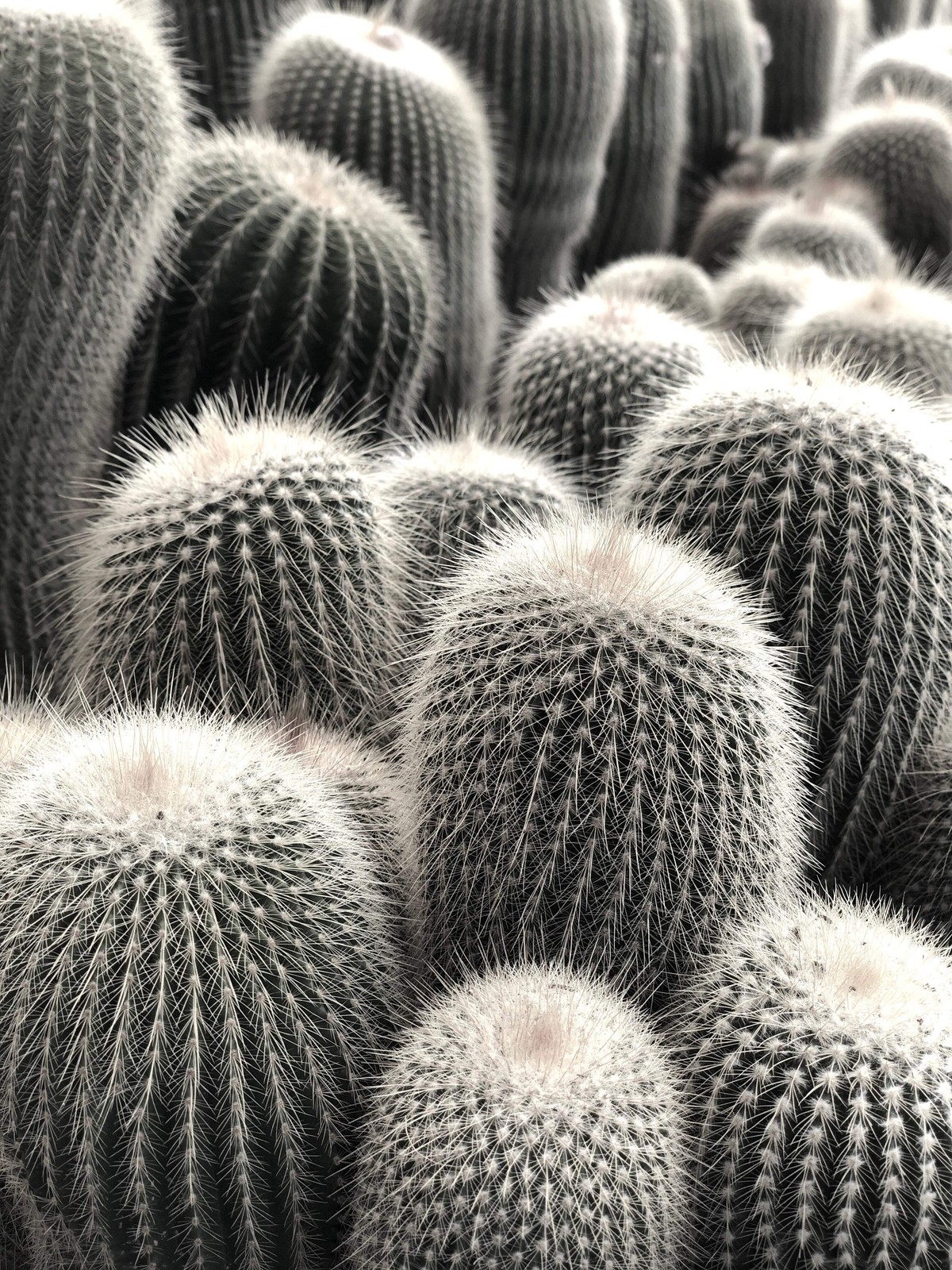 Eriocactus leninghausii var. albispinus 100 SEEDS – Golden torch | Yellow tower