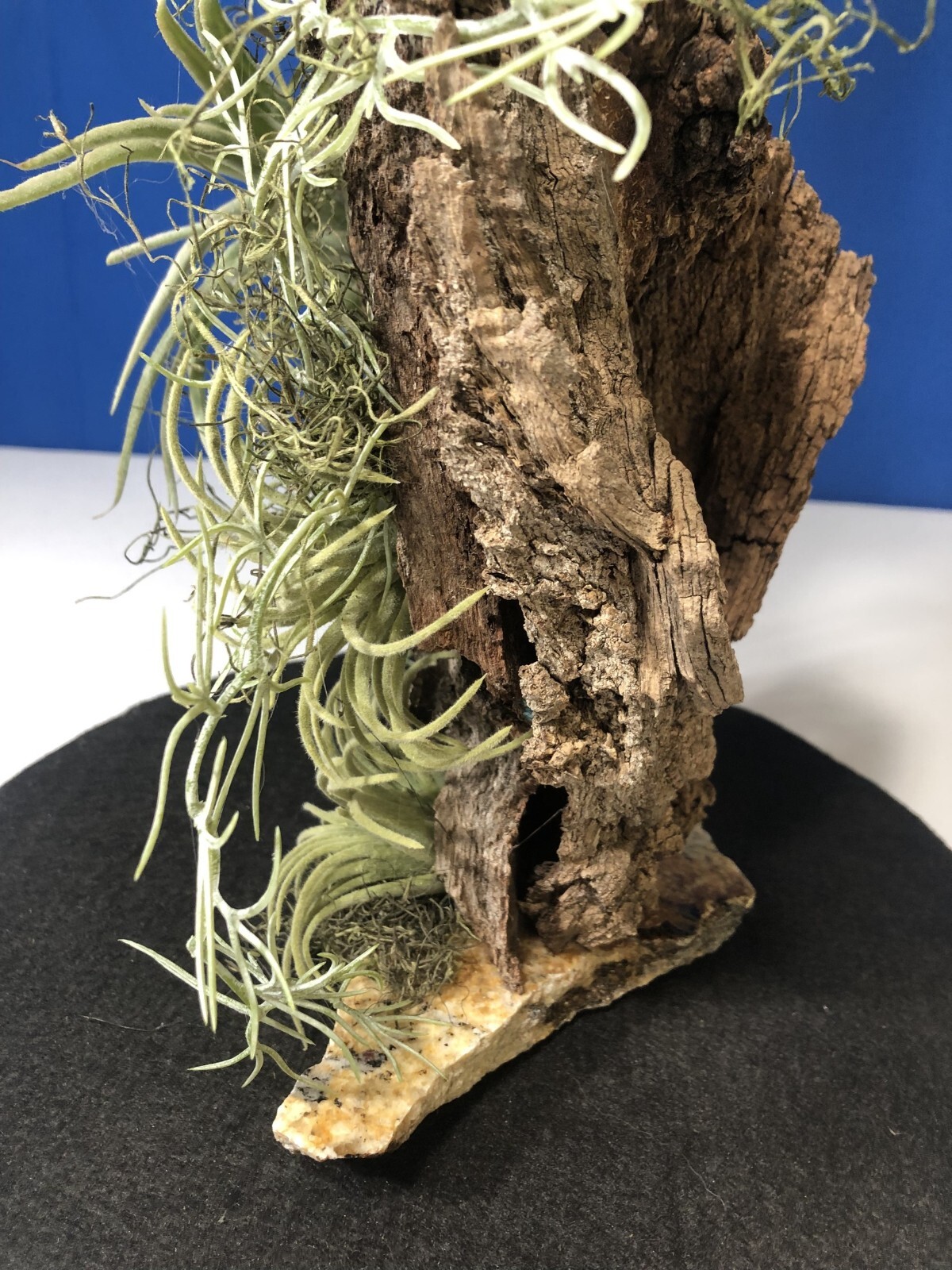 Artificial Succulent Air Plant Home Office Mounted on Real Wood Bark and Stone