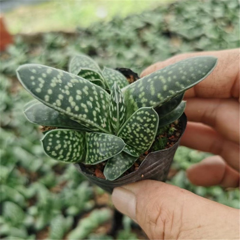 Gasteria Gracilis Gasteria Glomerata Succulent Cactus Plant