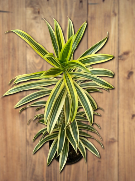 Drácena, Song of India, plant.