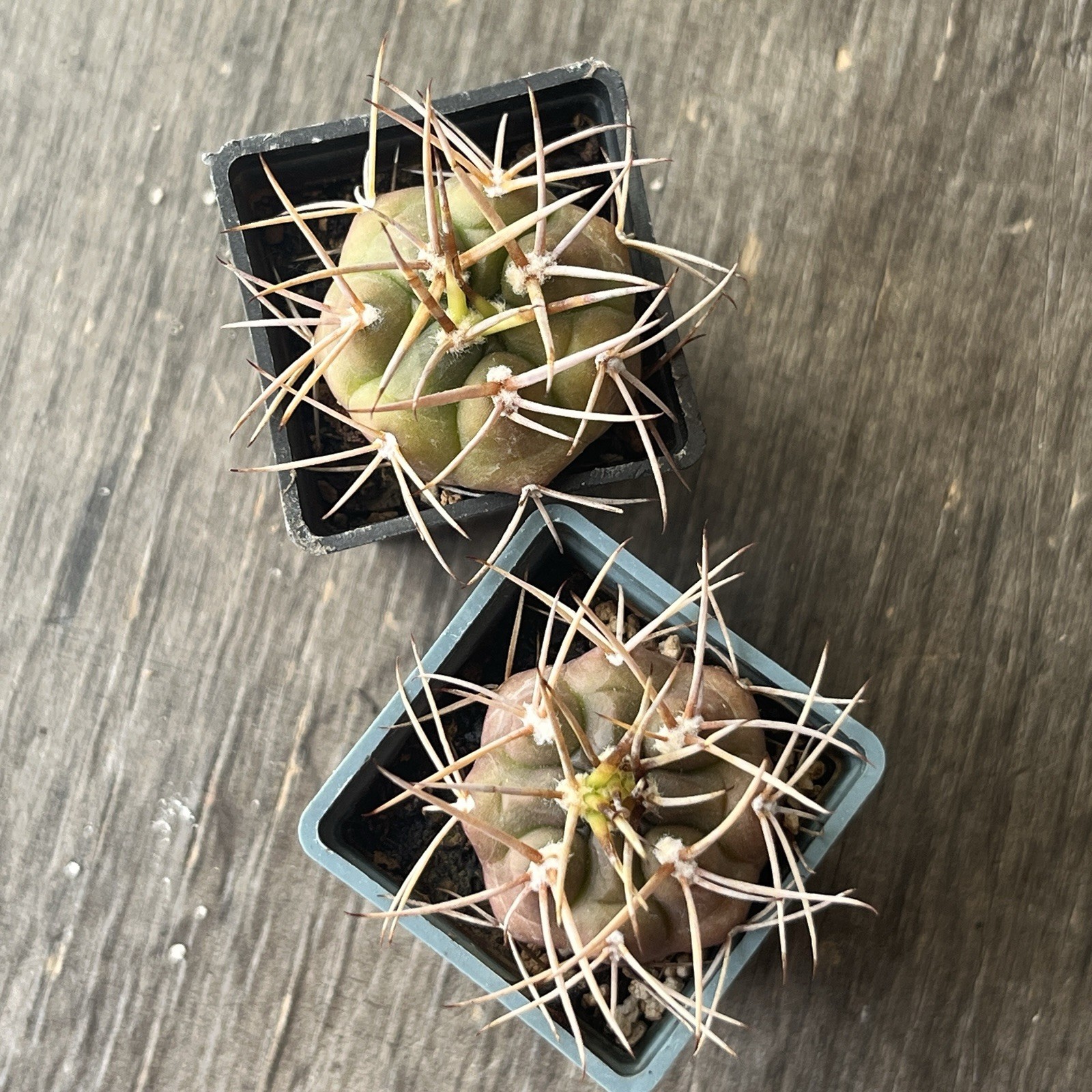 A37-922. G.eurypleurum, own root, 2 Pieces