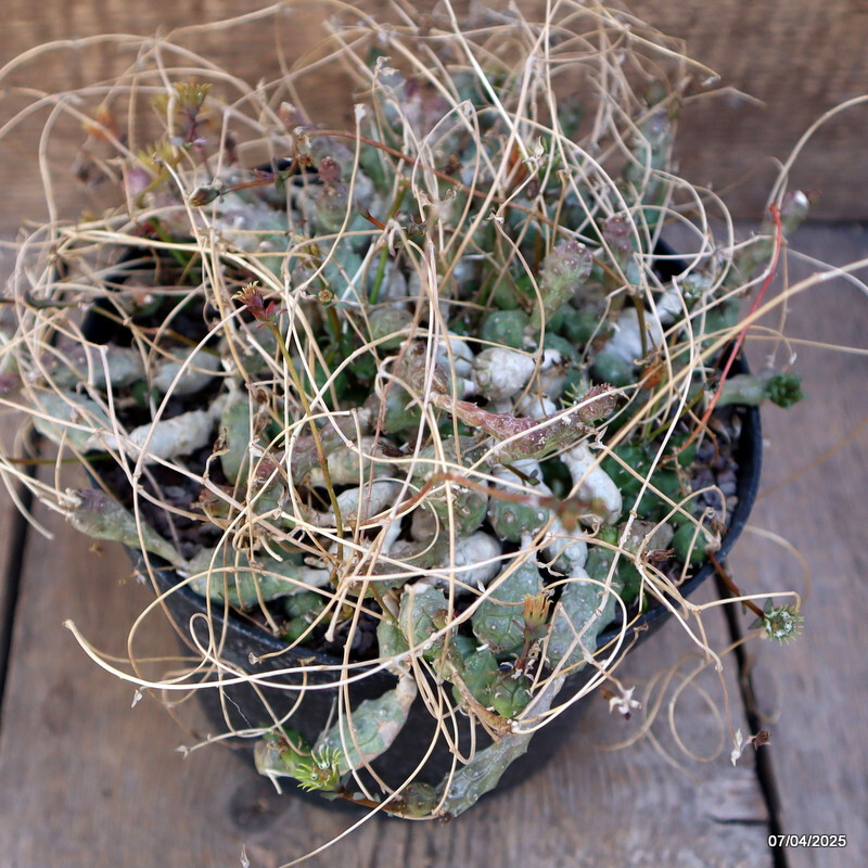A7030 EUPHORBIA GLOBOSA VERY OLD pot18-H12-W22 cm MaMa Cactus