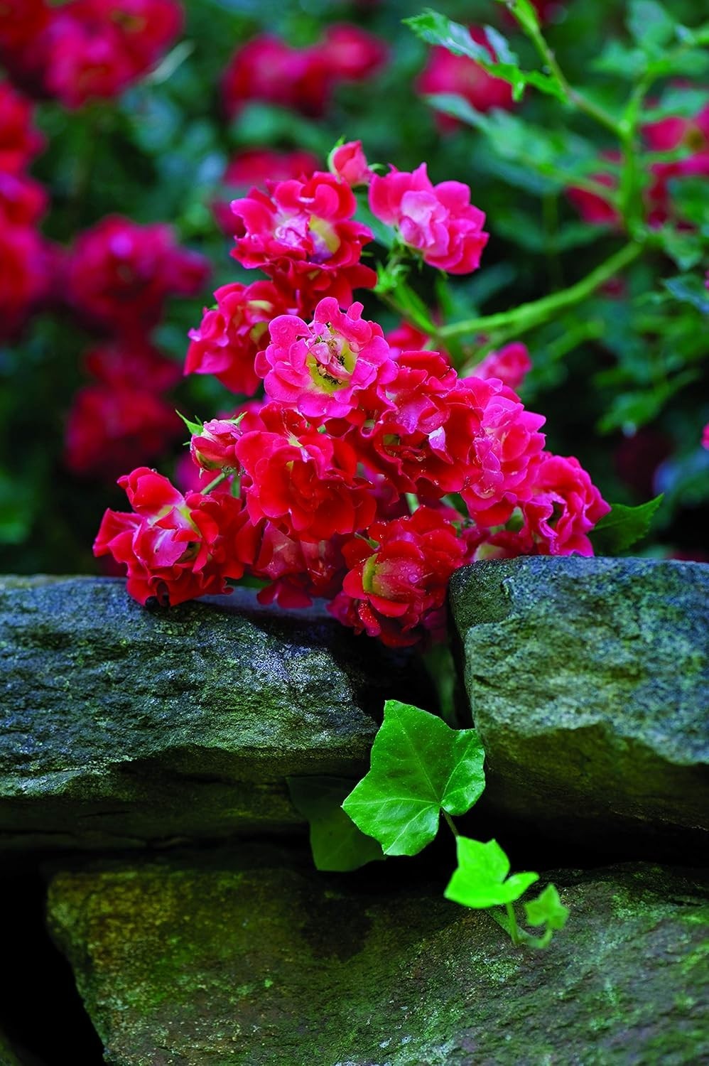 Red Rose Shrub – Seasonal Blooms – Easy Care