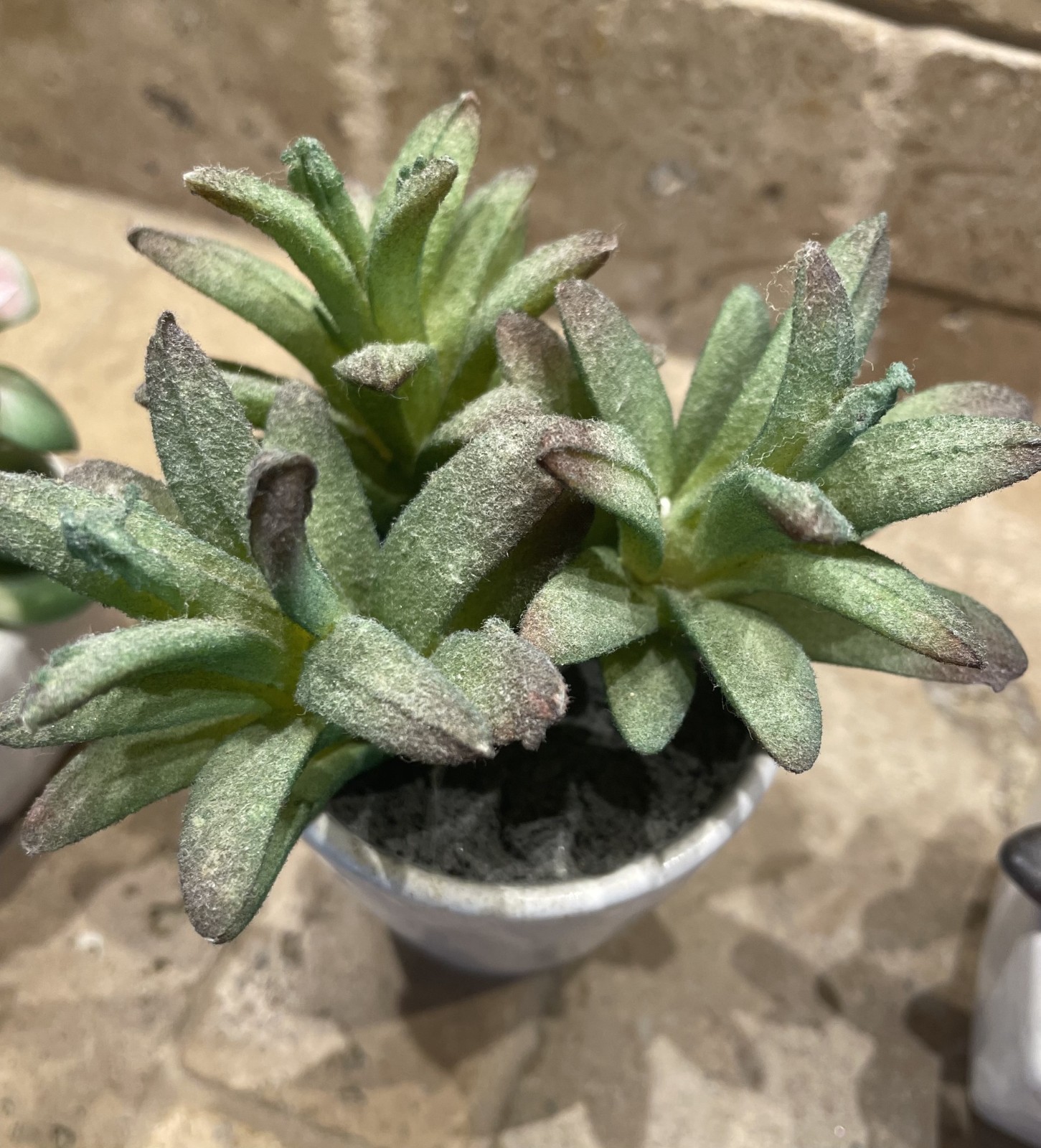 Lot of 5 artificial succulents in small white ceramic pots