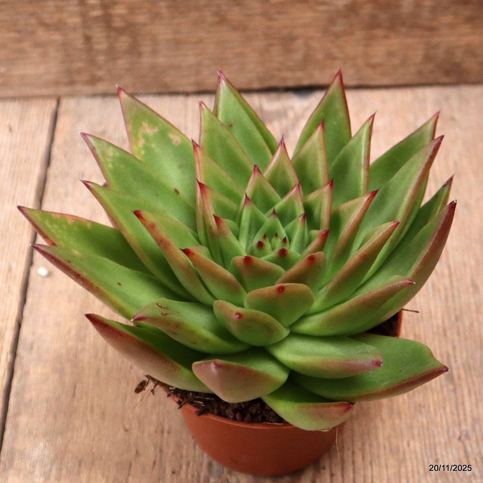 D7460 ECHEVERIA AGAVOIDES pot10-H10-W17 cm MaMa Cactus
