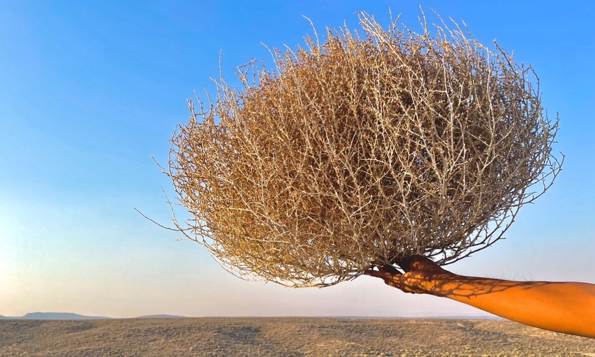 Tumbleweeds ! BEST and FULL LARGE Size! 16”-19” Natural Western Decor Nevada USA