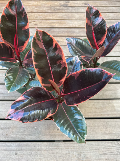 Ruby Rubber Tree Plant Ficus elastica 6″ Pot | Indoor and Outdoor Live Tropical