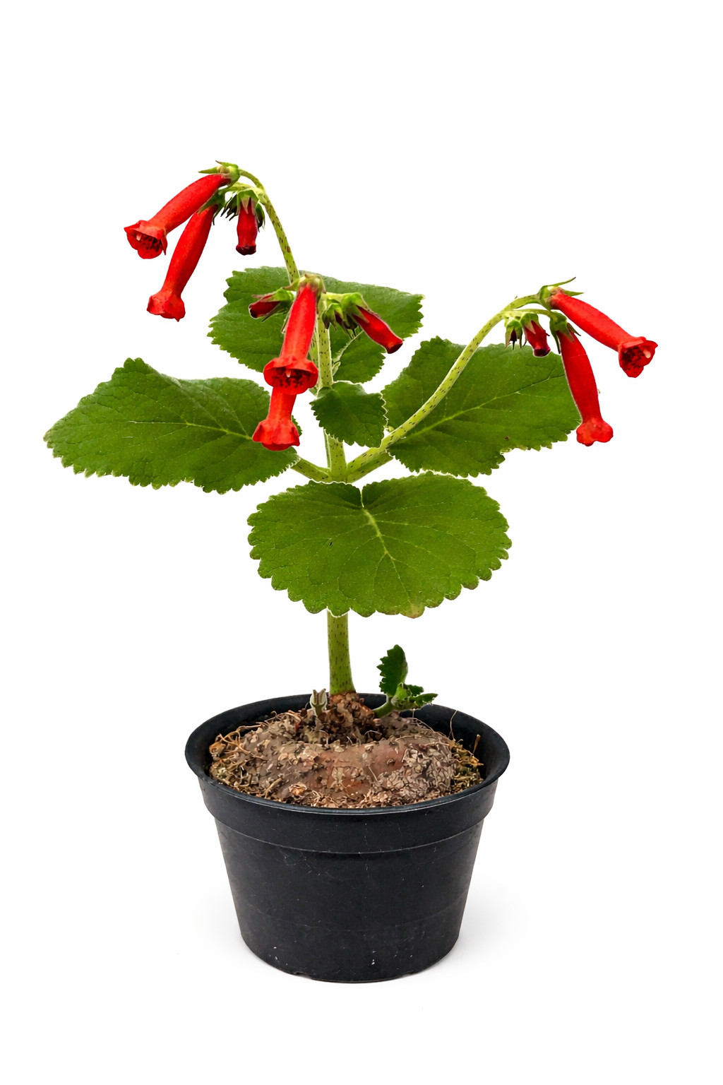 Sinningia lineata 10 SEEDS – Striped gloxinia | Line-striped sinningia