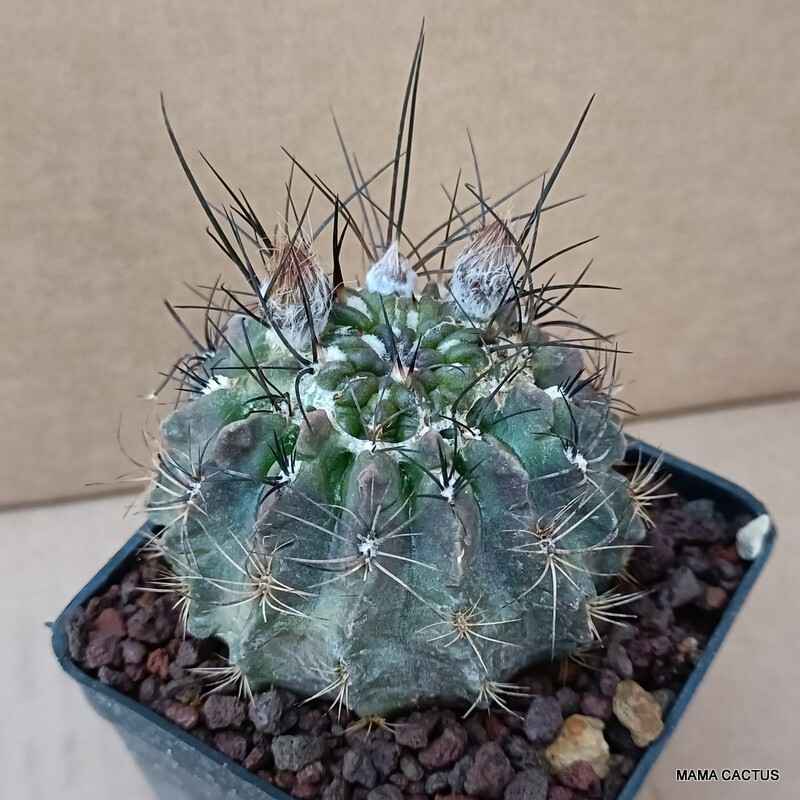 A5543 NEOPORTERIA OCCULTA MONSTER pot7-H5-W7cm MaMa Cactus