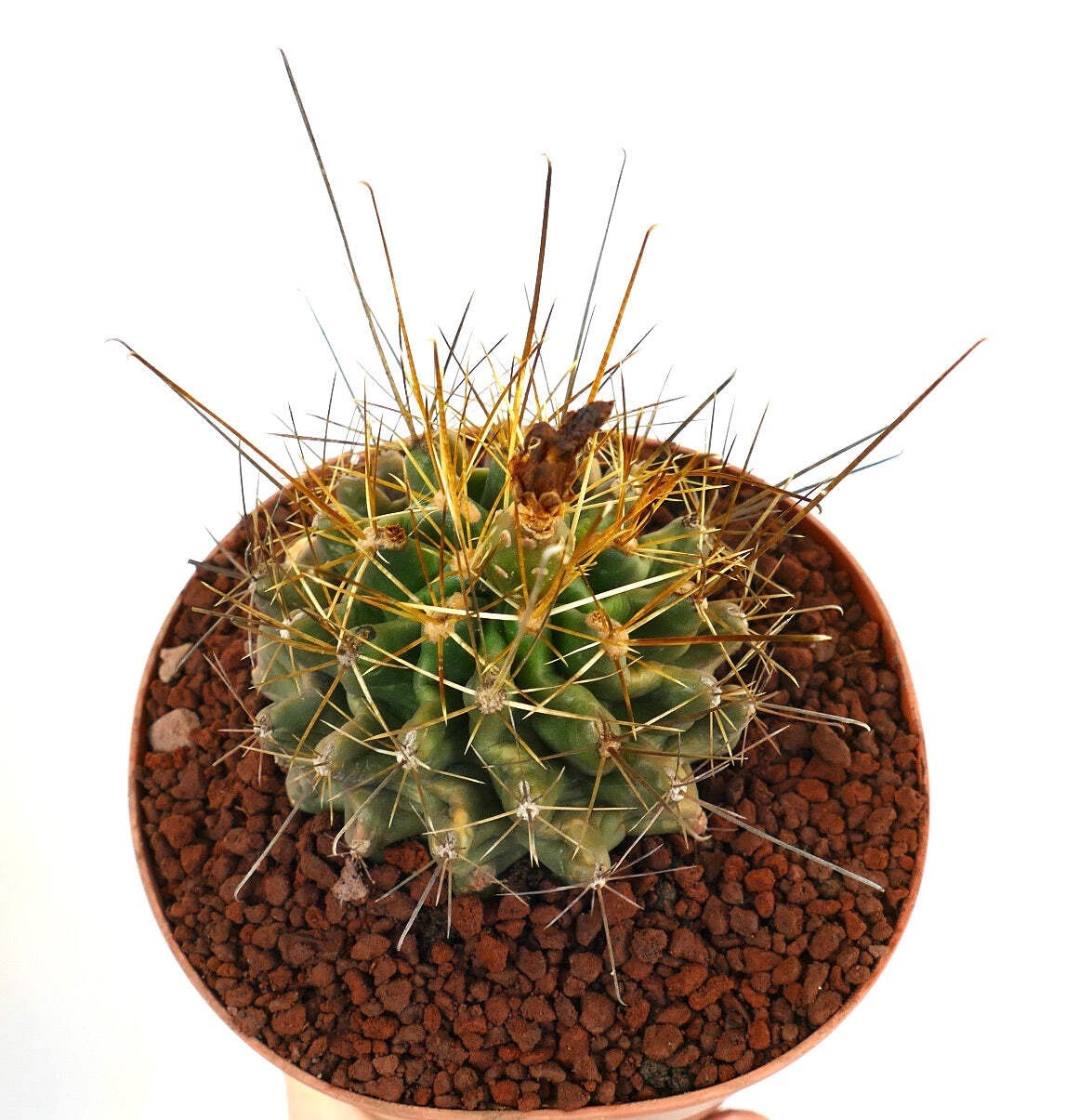 Ferocactus hamatacanthus SELECTED & LONG SPINES – Hooked barrel cactus | Texas b