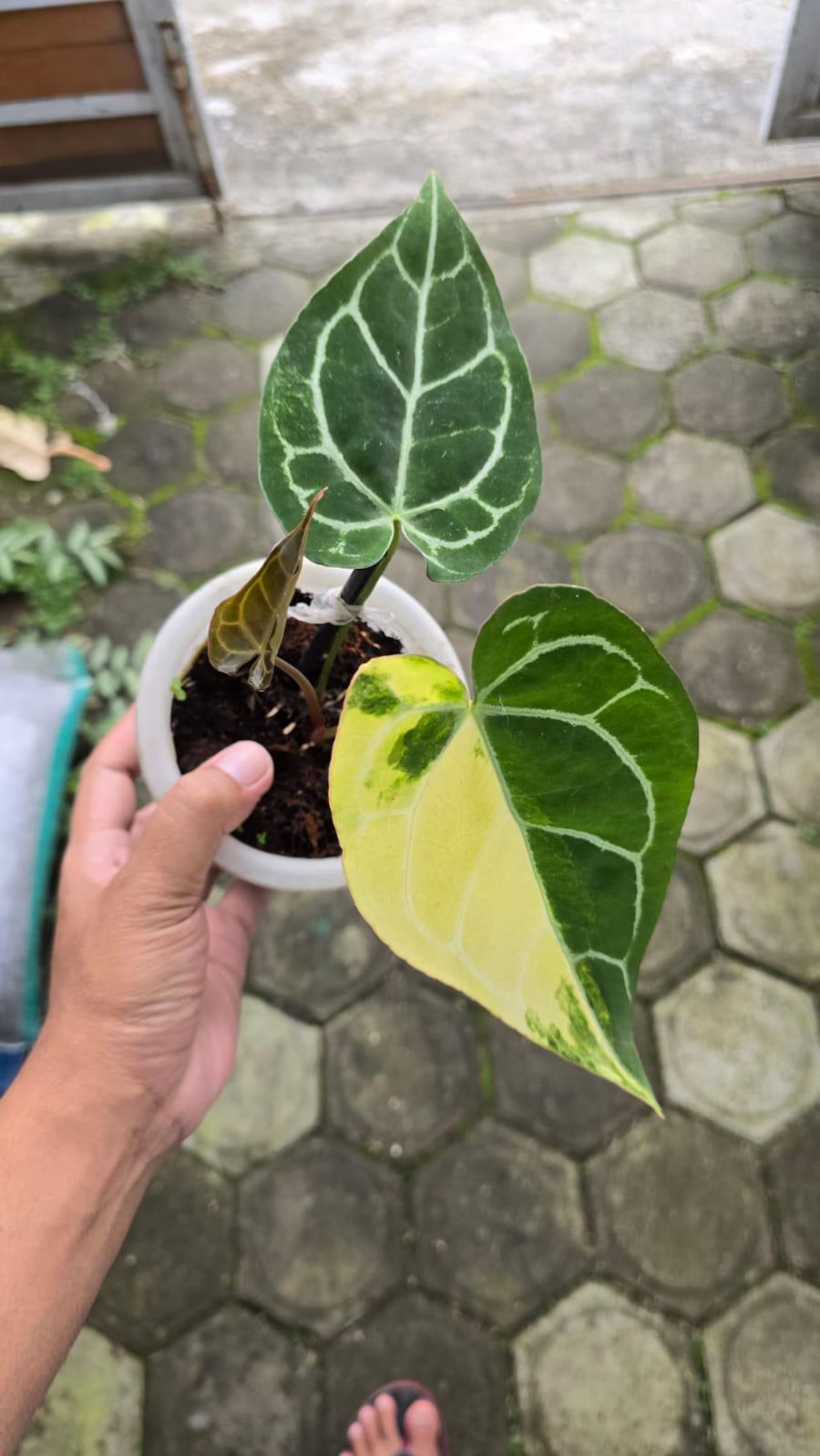 Real Picture Anthurium Clarinervium Variegated Rare Plant
