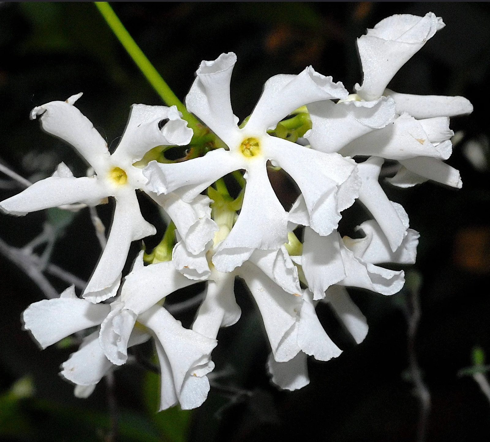 Trachelospermum (sin. Rhyncospermum) jasminoides 80-110cm – Star jasmine | Confe