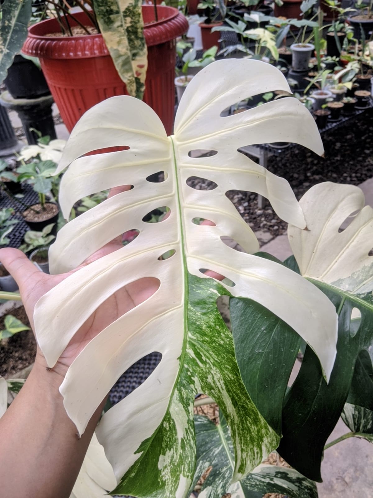Monstera Albo Variegated Very Beauty Big Size Real Picture Free Phitosanytari