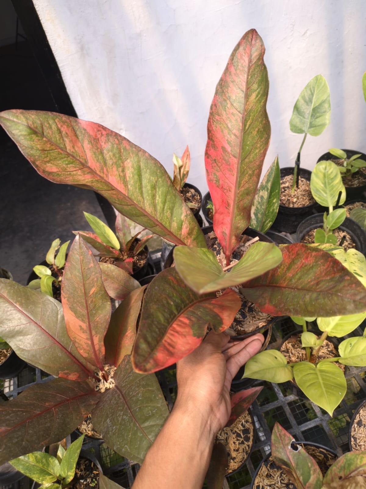 Anthurium Hokery Red Variegated Real Pict Free Ptosanitary