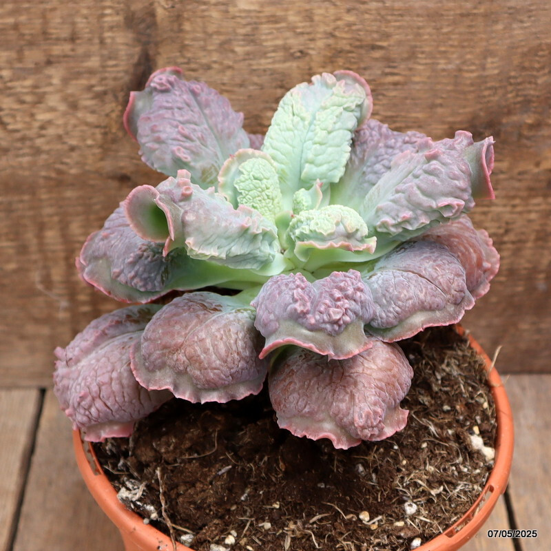 D3961 ECHEVERIA LINGUAS pot17-H14-W20 cm MaMa Cactus