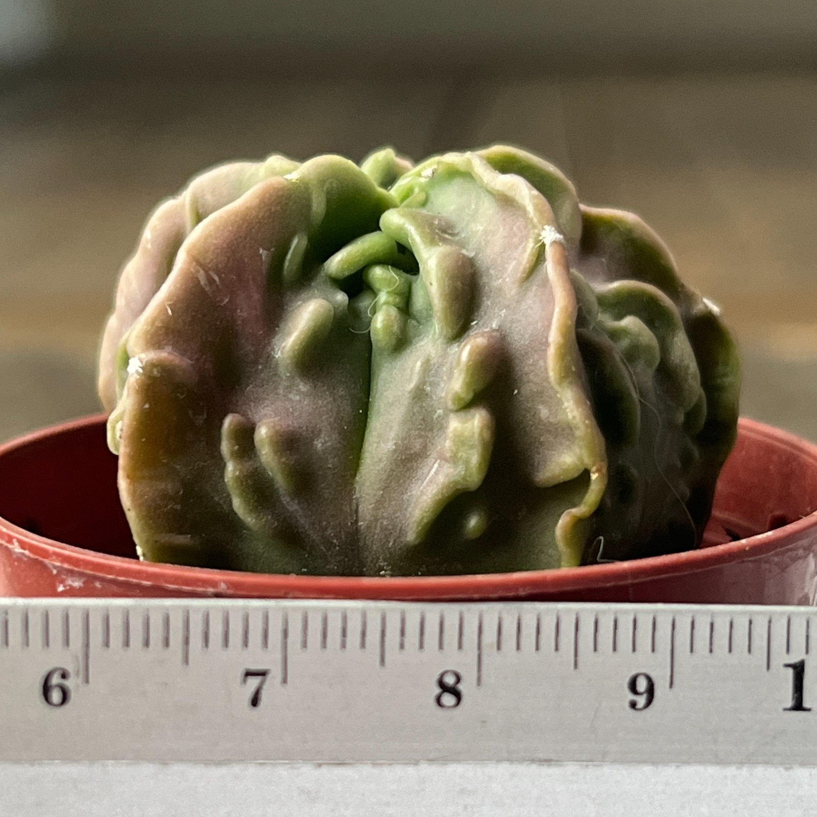 A41-4306 Astrophytum myriostigma cv. FUKURYU, own root