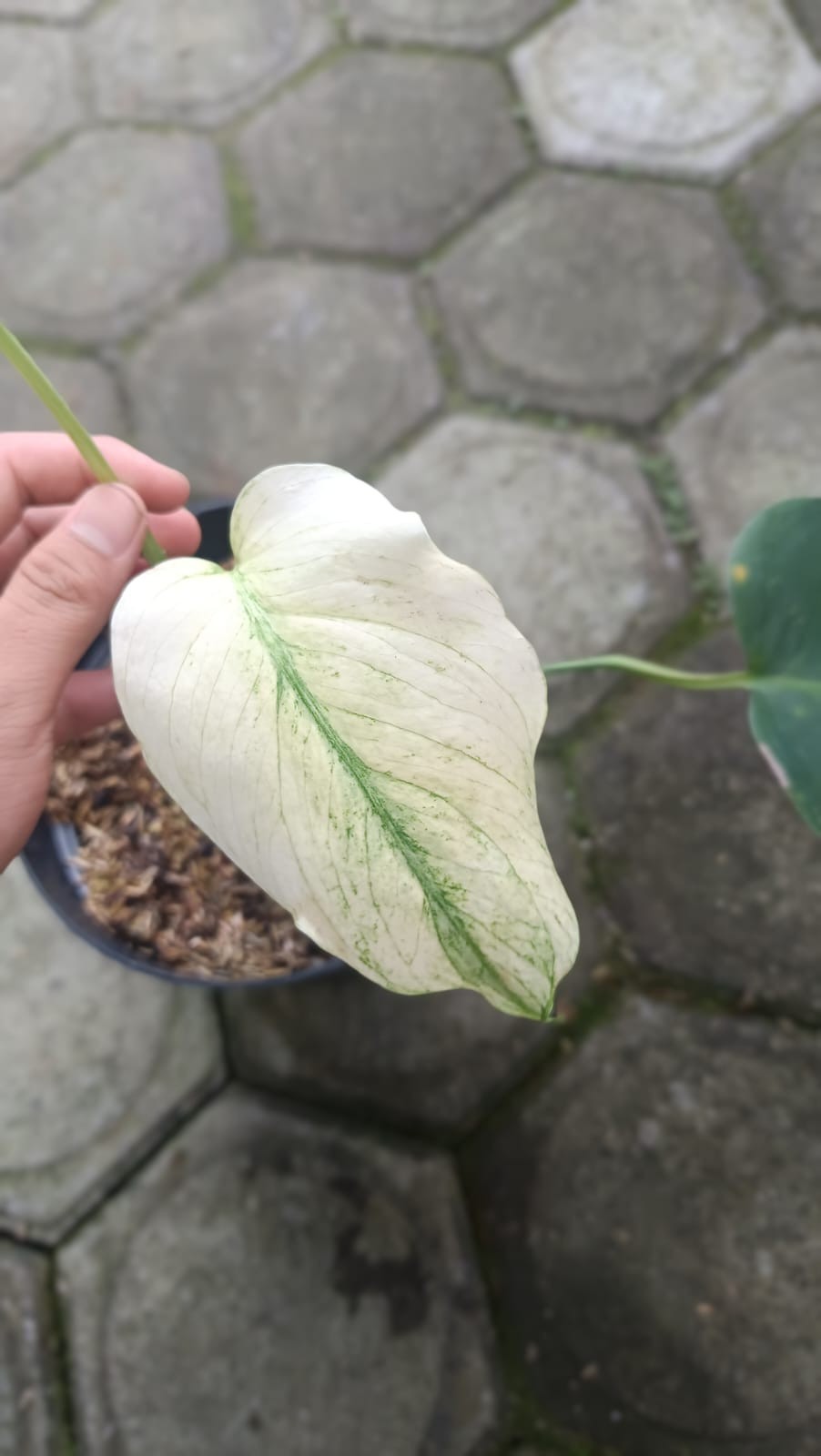 Real Picture Monstera White Devil Monster Variegated 2 Leaves Rare Plant
