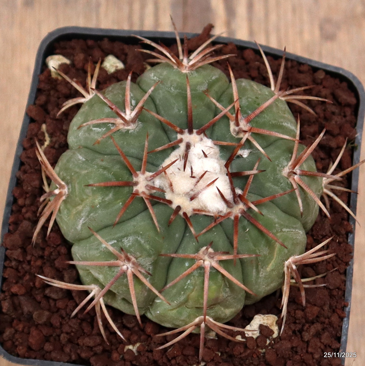 D7506 ECHINOCACTUS HORIZONTHALONIUS pot10-H6-W8 cm MaMa Cactus