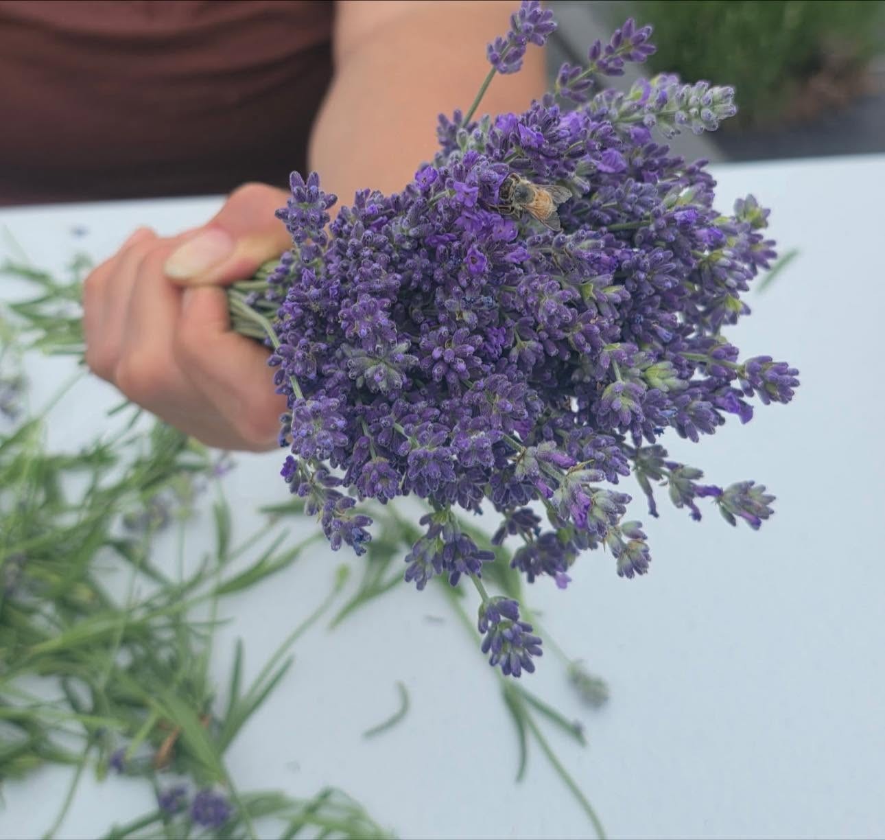 Dried Lavender Flowers Bundle Fragrant USA Farm Grown Wedding Decor Gift Bunch