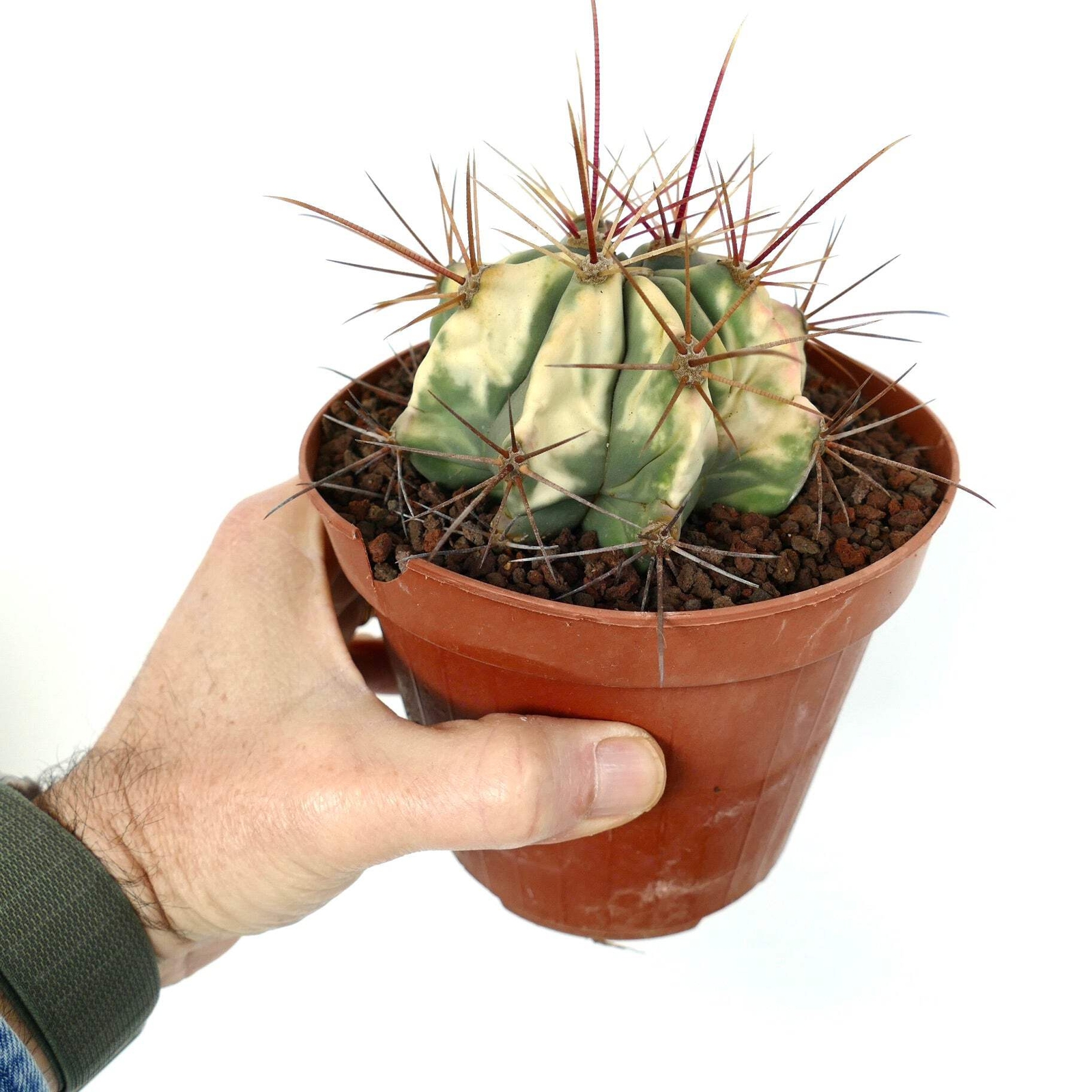 Ferocactus longispinus VARIEGATED – Long-Spined Barrel Cactus | Long-Spined Fire