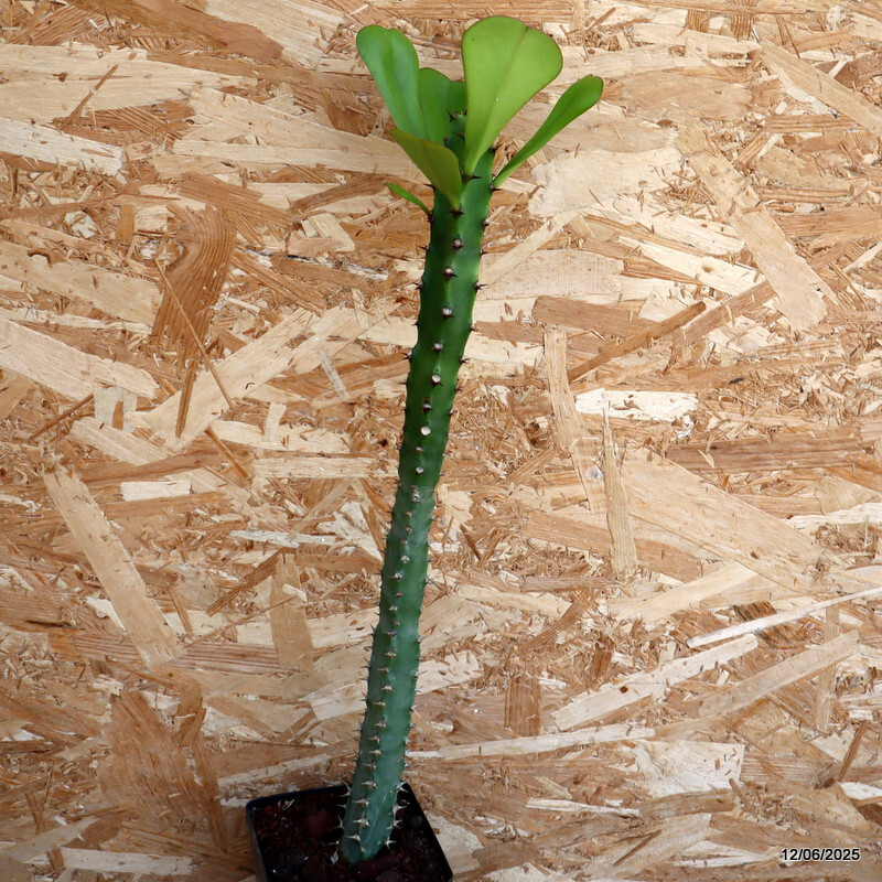 D4579 EUPHORBIA DESMONDI pot12-H50-W4 cm MaMa Cactus