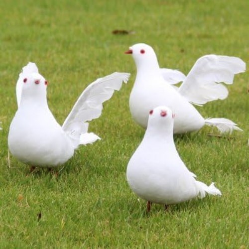 Lifelike 9.5-Inch White Dove – Perfect for Craft, Wedding, & Christmas Decor