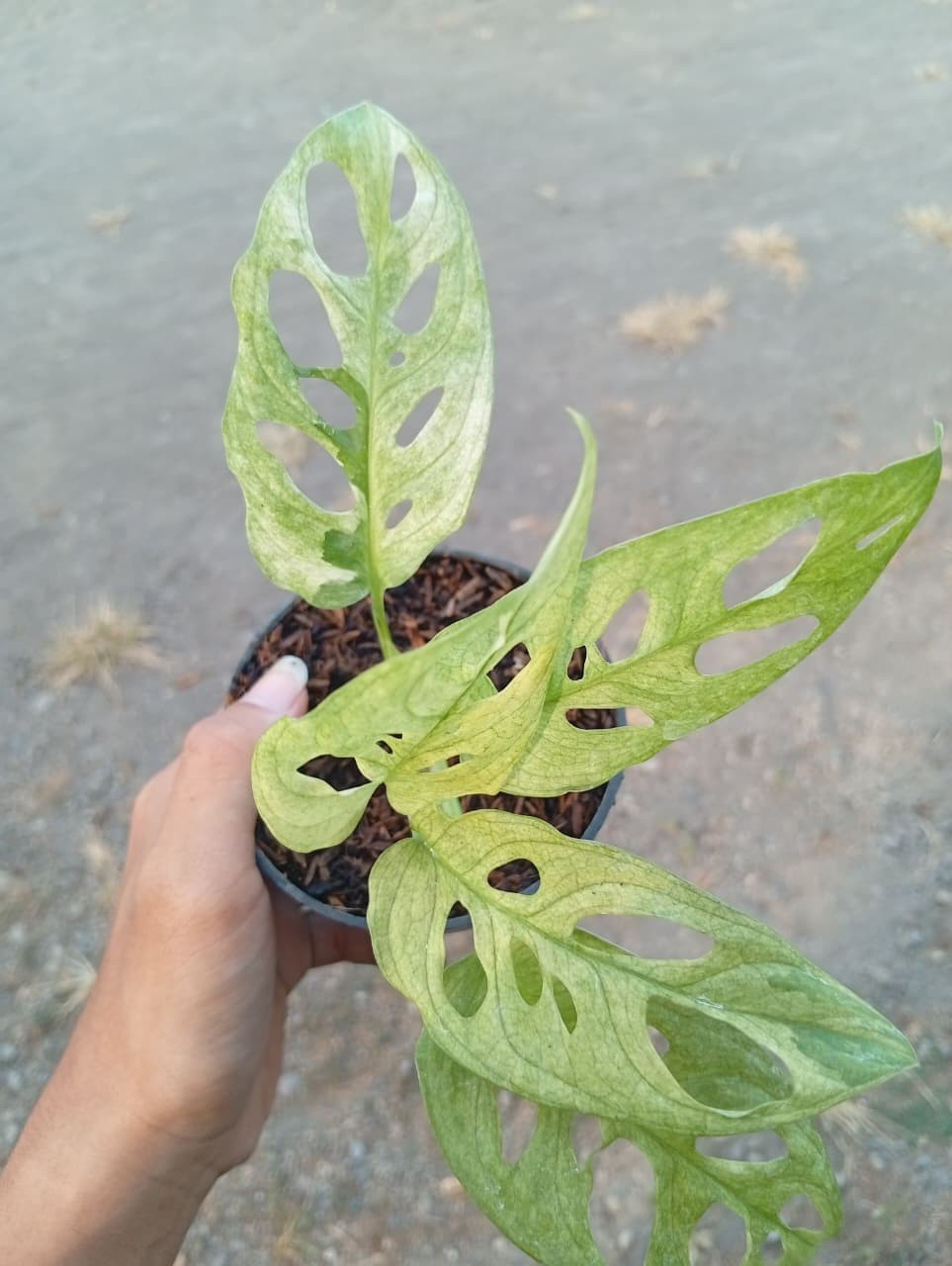Real Picture Monstera Acuminata Mint Variegated Rare Plant