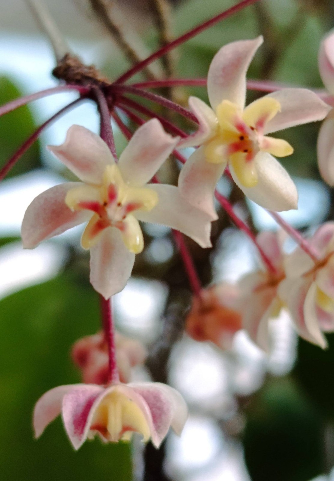 Hoya Uncinata Rare Tropical Wax Plant