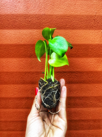Monstera Deliciosa Plug | Indoor and Outdoor Live Tropical House Plant | Starter