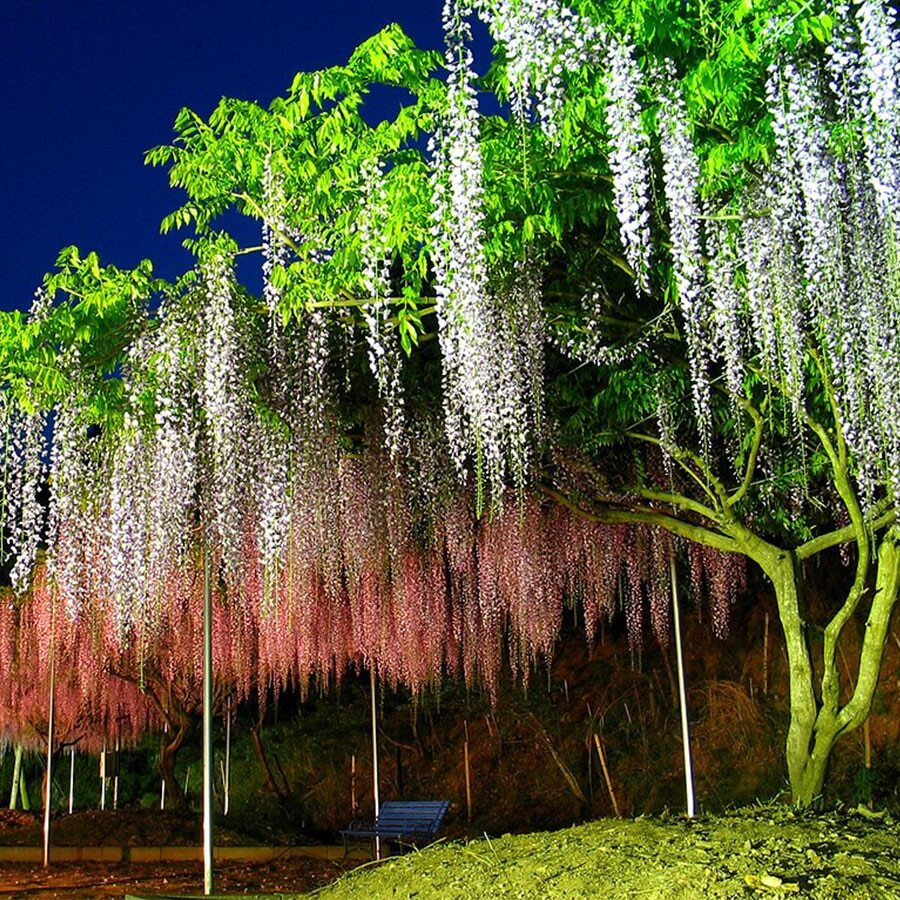 10pcs 100cm Artificial Cherry Blossom Vine Silk Flowers Sakura Wedding Decor