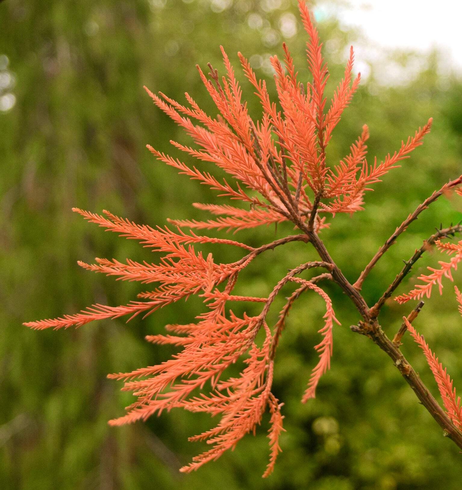Glyptostrobus pensilis – Chinese swamp cypress