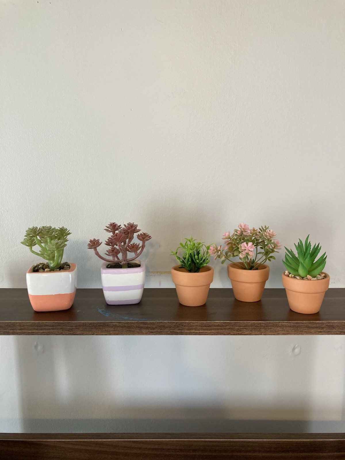 Succulents, Faux Small And Cute