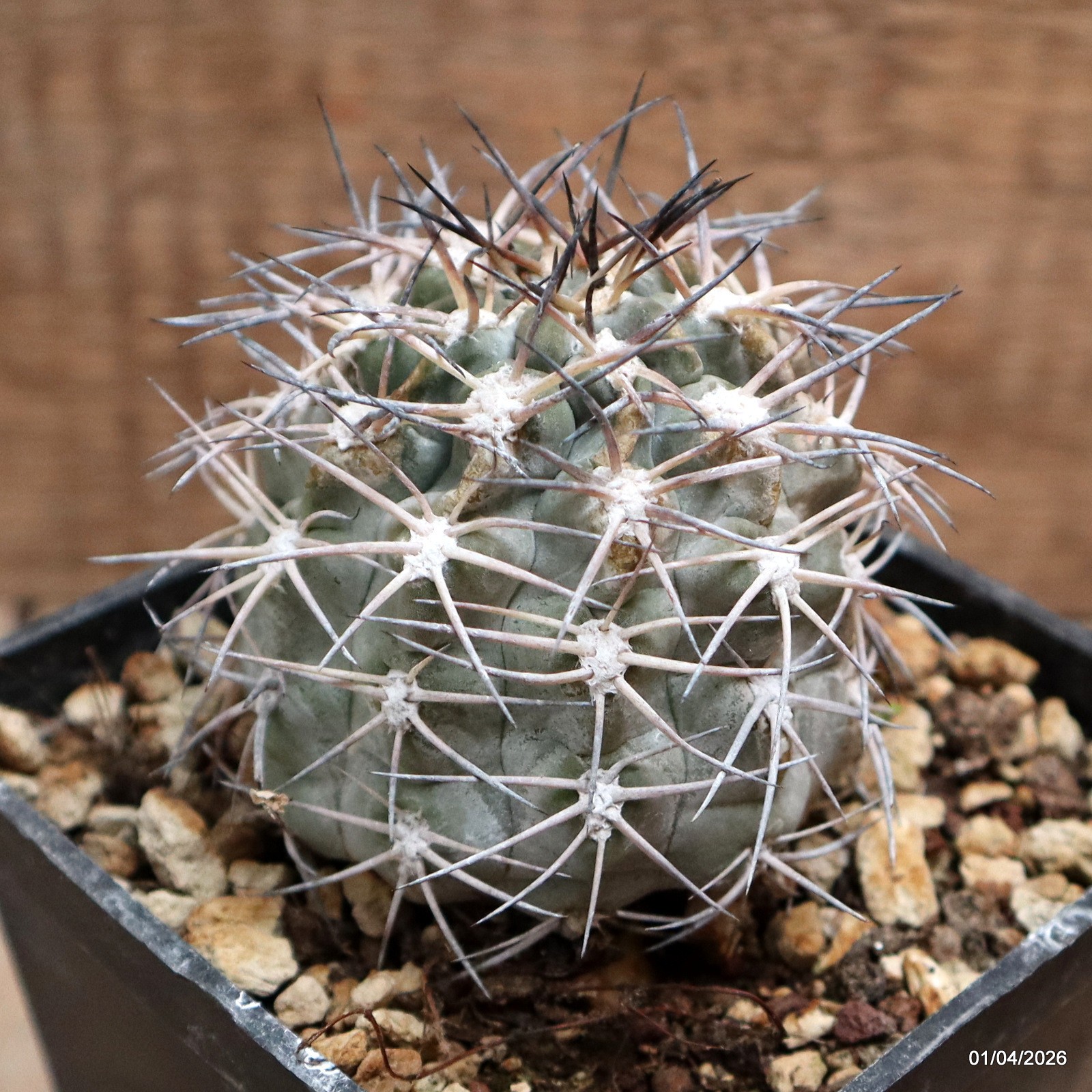 D8156 ACANTHOCALYCIUM GLAUCUM pot10-H8-W6 cm MaMa Cactus
