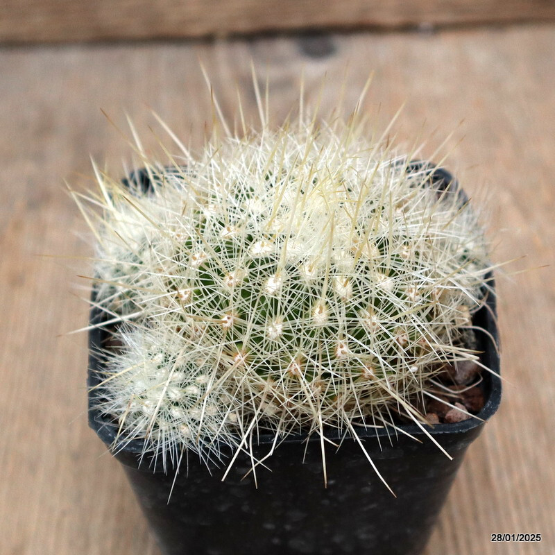 D919 THELOCACTUS MACDOWELLII pot7-H5-W9 cm MaMa Cactus