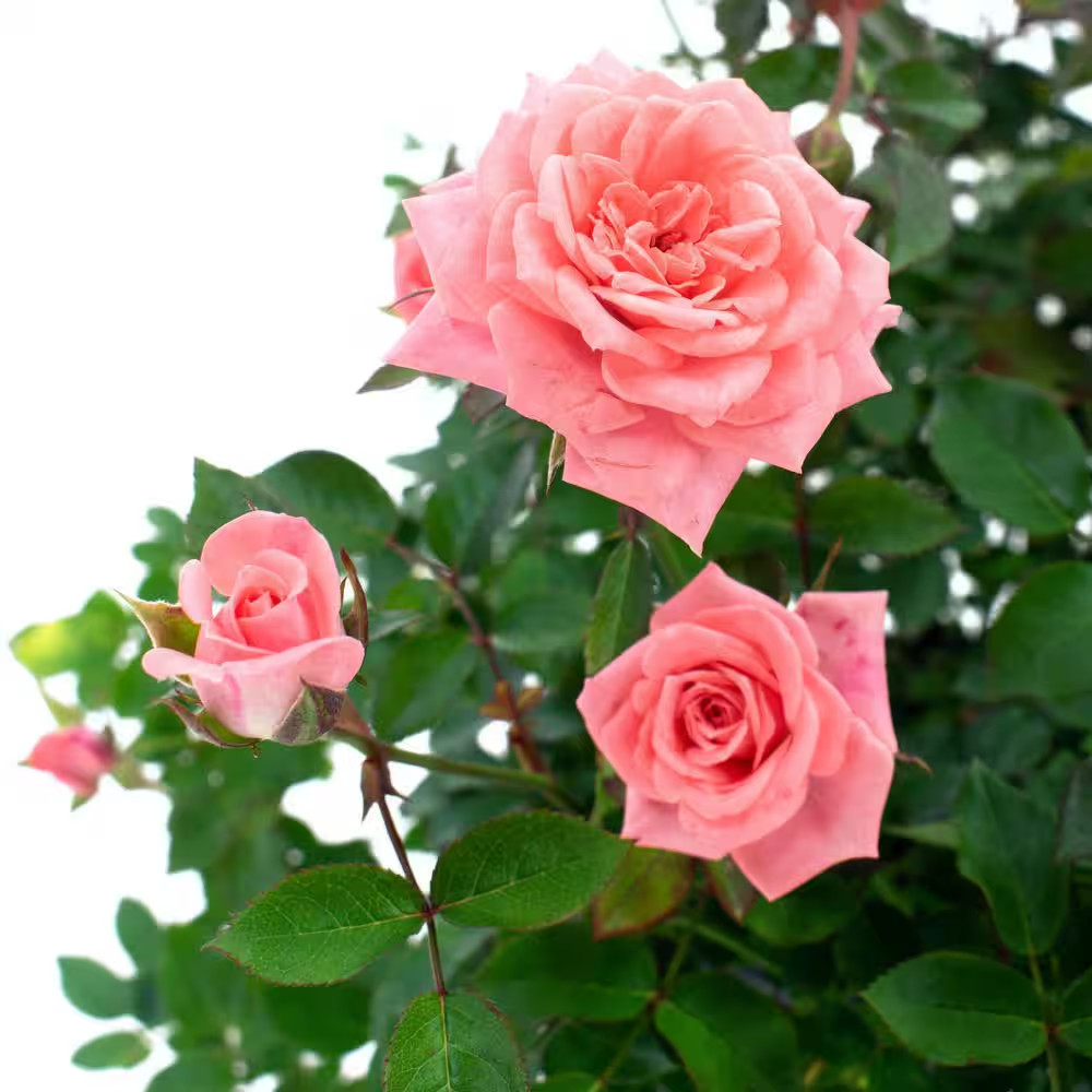 4 In. Cupcake Mini Rose with Pink Flowers (16-Pack)