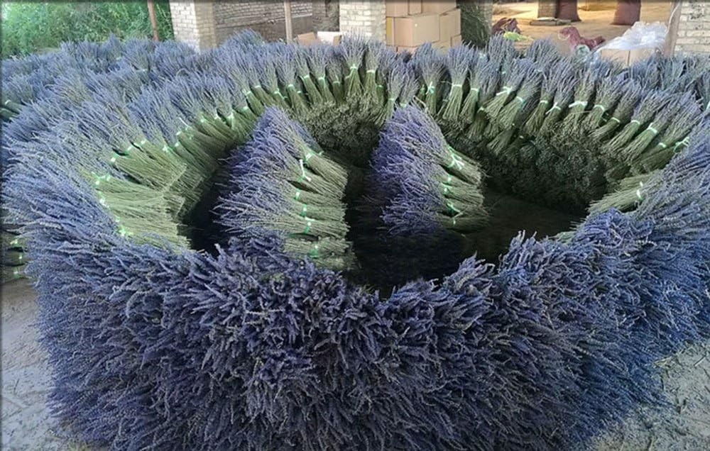 Lavender Dried Ultra Blue Bundles 200+ Stems (16″ – 18″ Long) for Home Decor