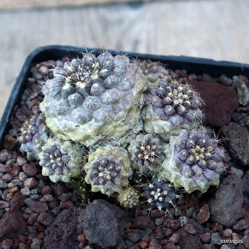 D3509 COPIAPOA CONTINUA pot10-H6-W8 cm MaMa Cactus