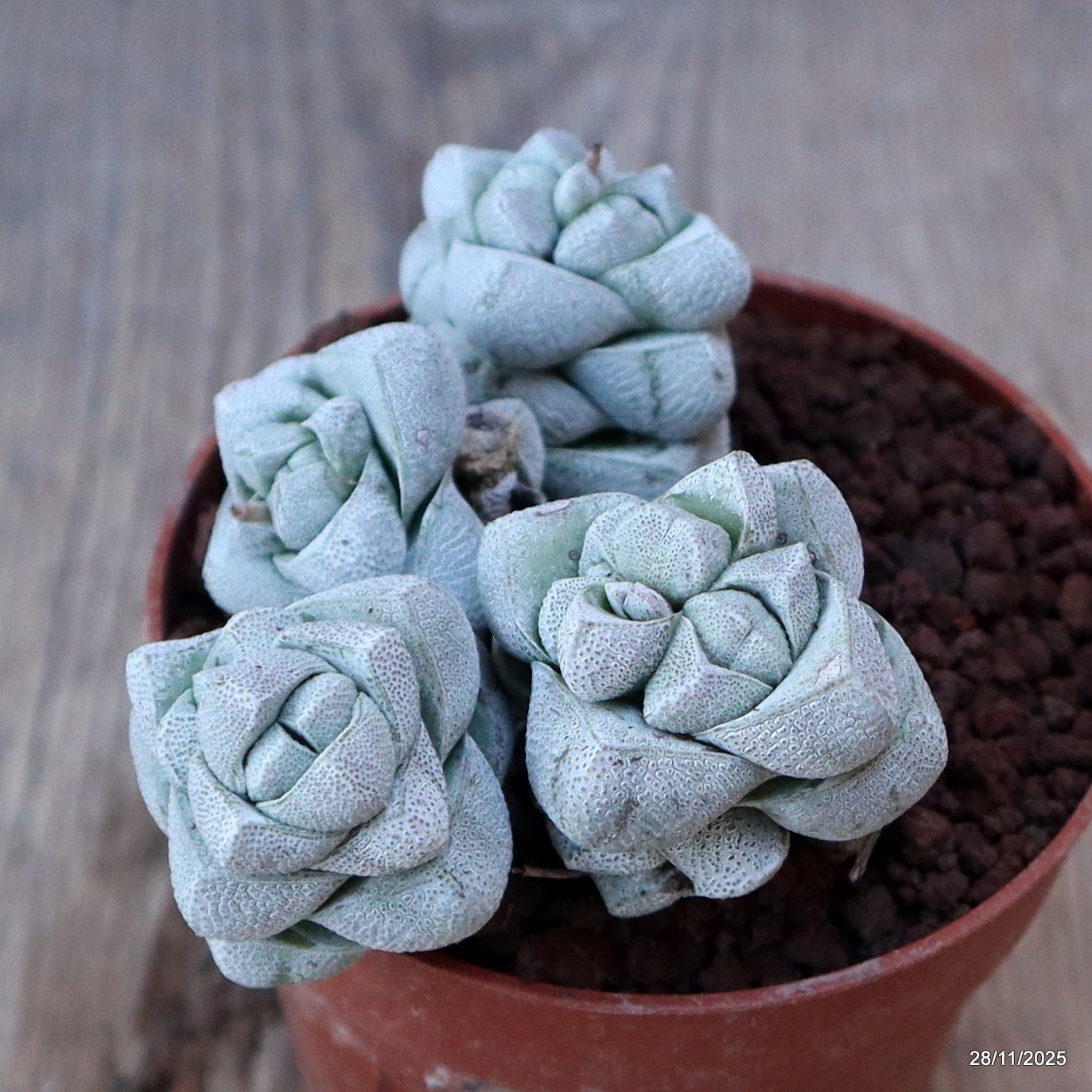 D7591 CRASSULA DECEPTOR pot8,5-H5-W9 cm MaMa Cactus