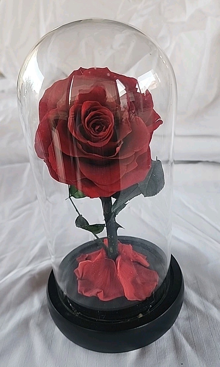 Single Red Rose Displayed In Glass Dome