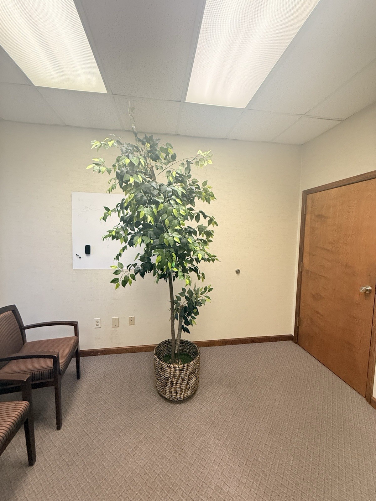 Tall Artificial Ficus Tree in Woven Basket Planter (Office/Home Decor)