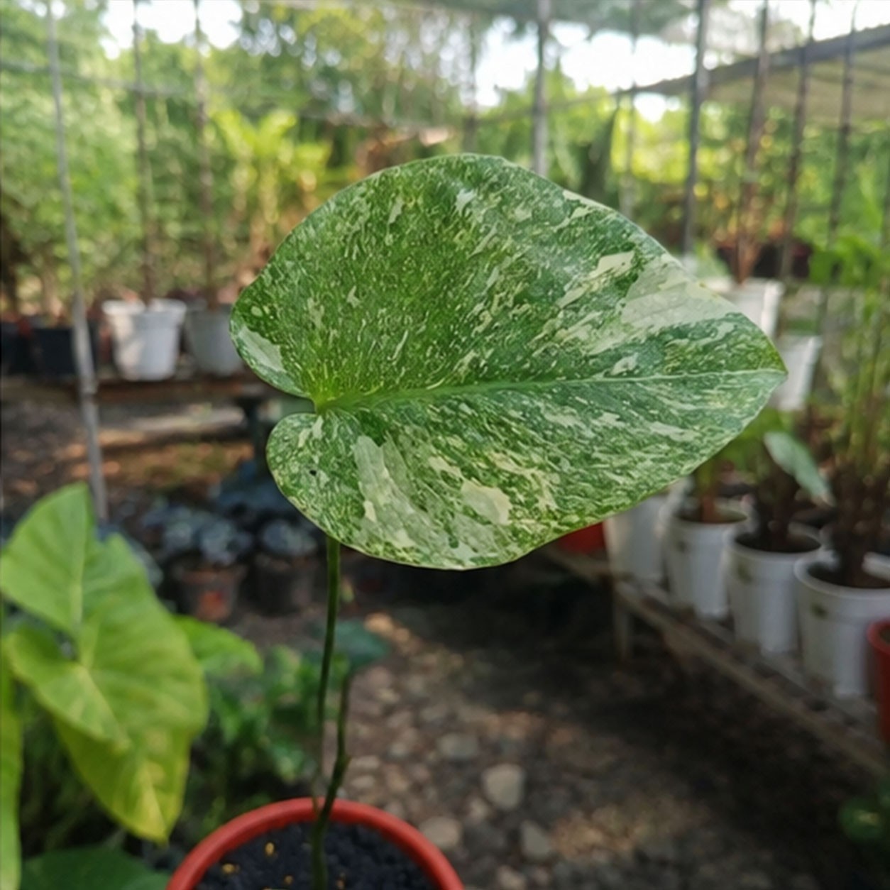 Monstera Legacy Diamond | Rare Variegated Monstera | Collector Aroid