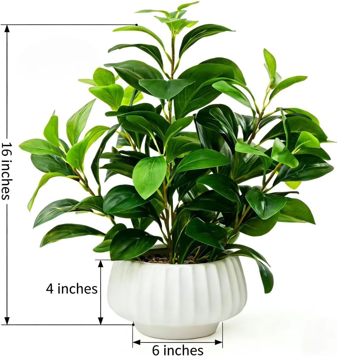Artificial Peperomia Plants 16.5” Tall Lifelike Faux Greenery in 6” White Rib…