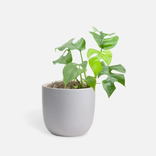 MONSTERA GINNY in 4″ Pot | Mini Split Leaf | Live HousePlant | Tetrasperma