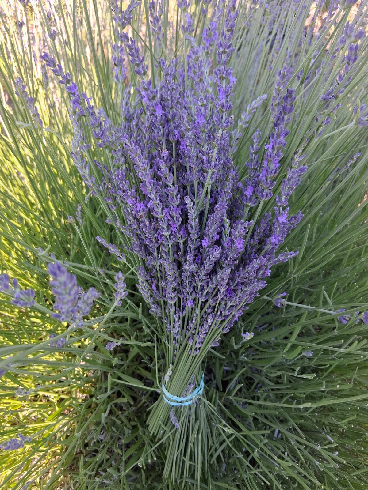 Lavender Bouquet for Drying Purple Fresh No Chemicals