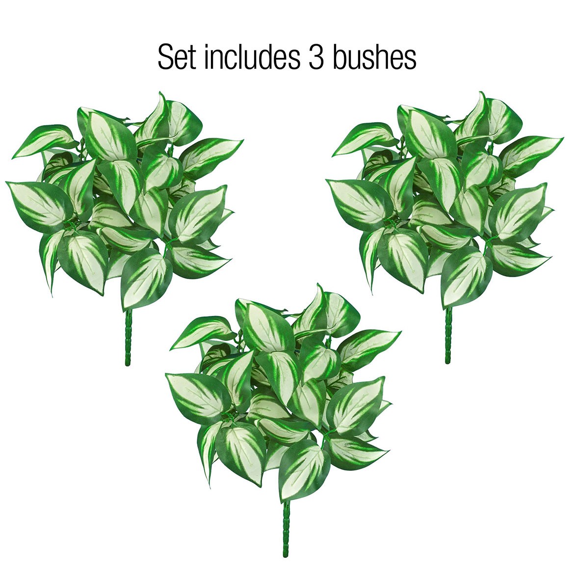 Set of 3 Hosta Bushes