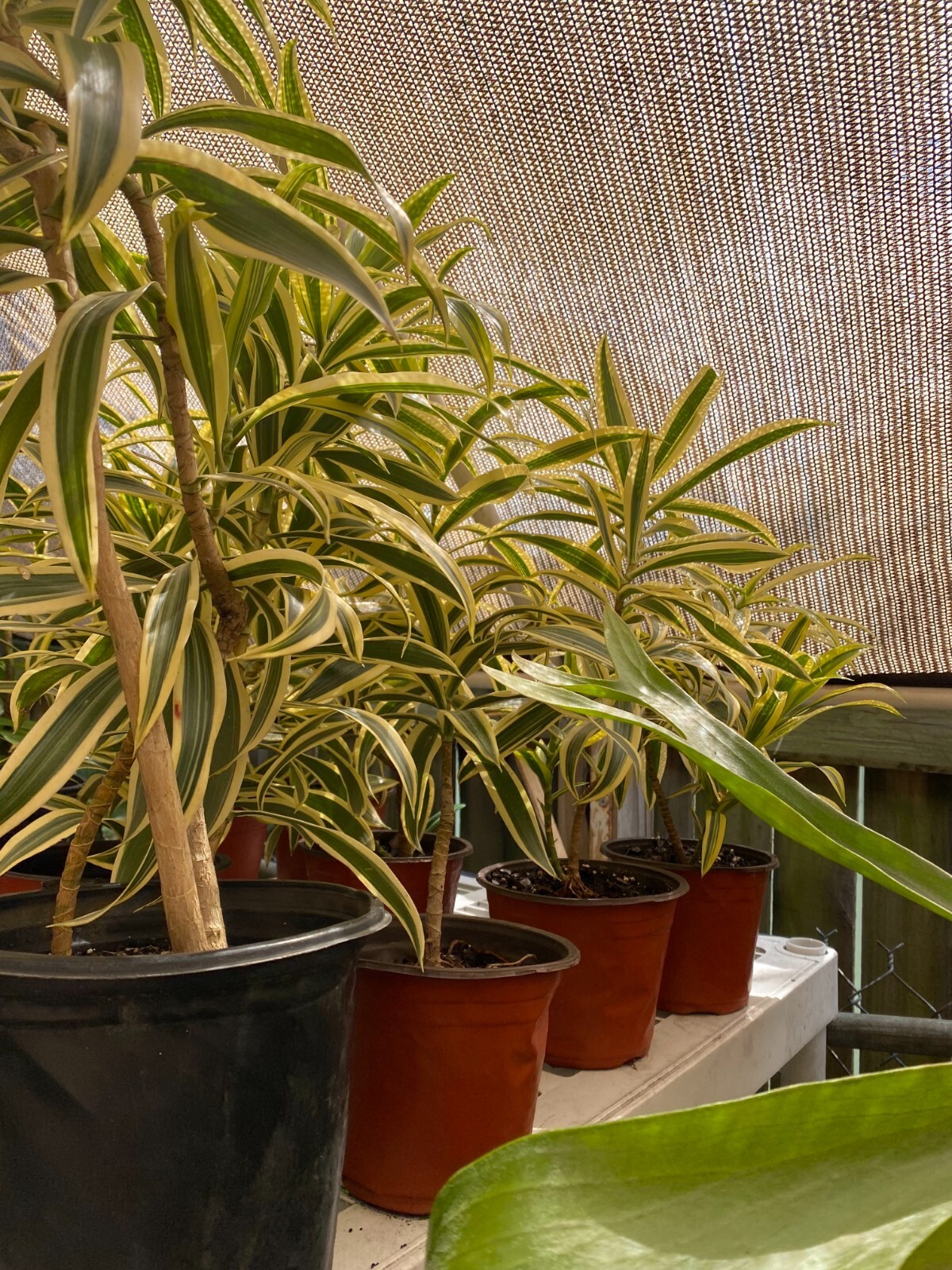 Drácena, Song of India, plant.