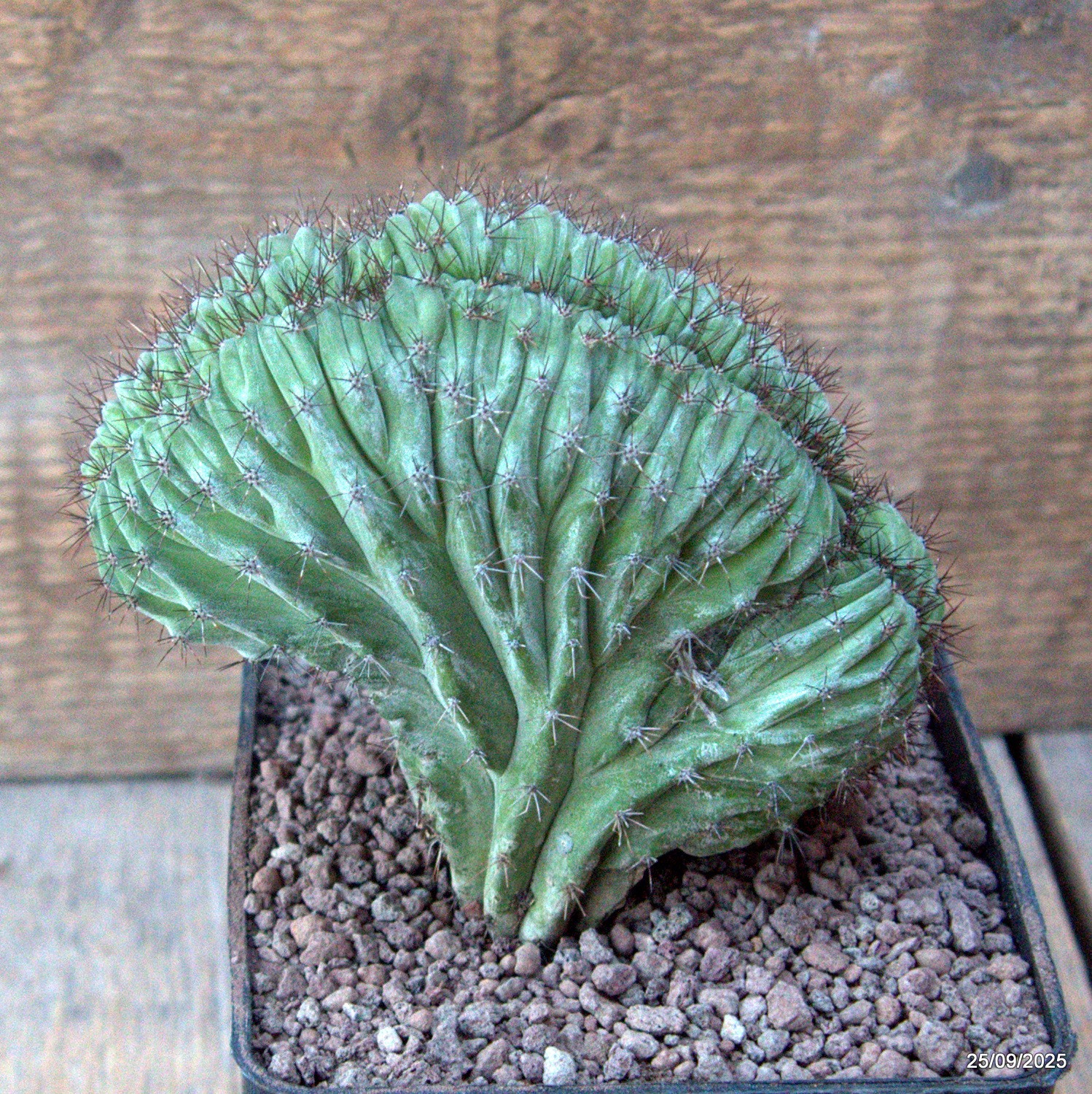 D6657 POLASKIA CHICHIPE CRESTED pot10-H11-W12 cm MaMa Cactus