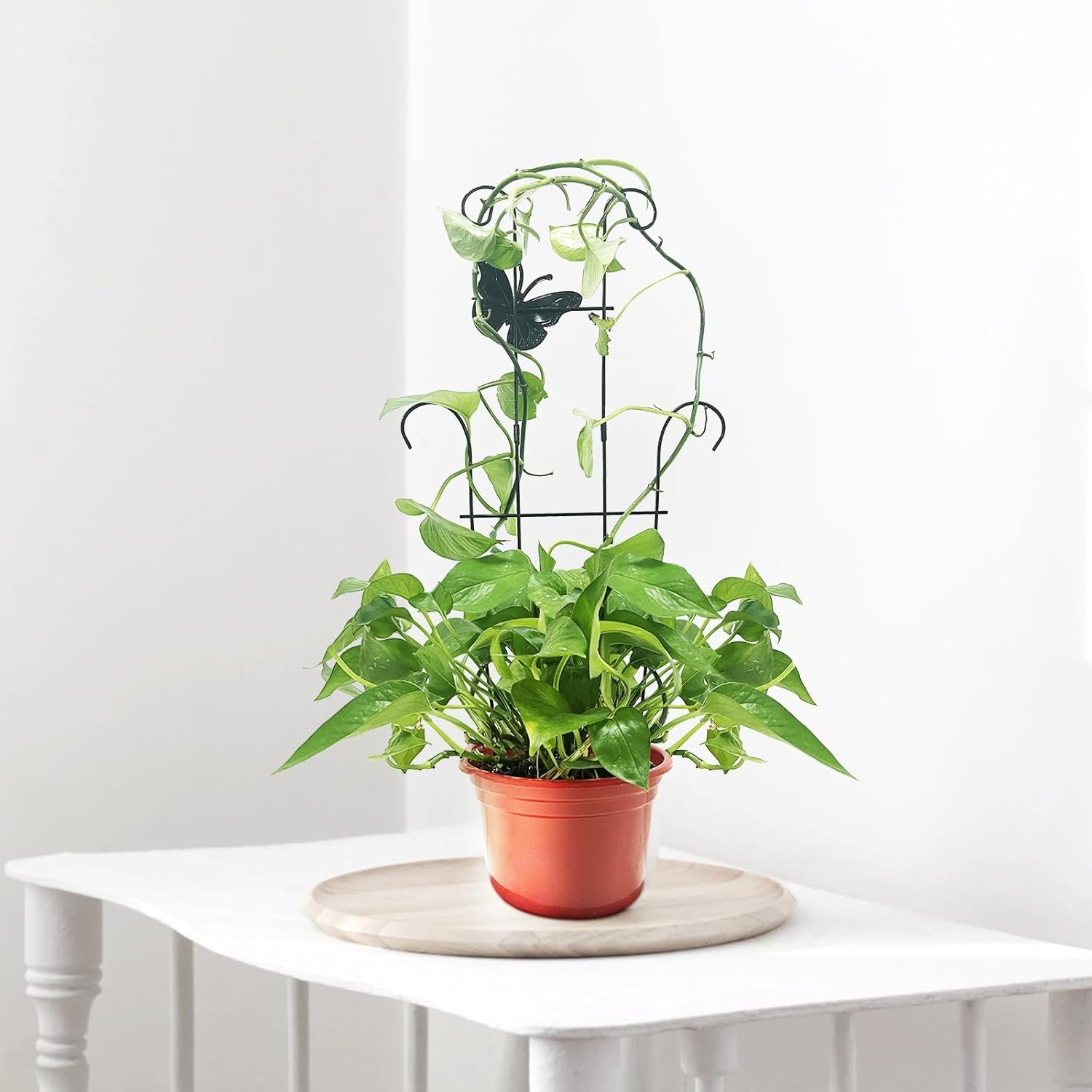 2PCS 23″ Metal Plant Trellis for Indoor Outdoor Climbing Plants
